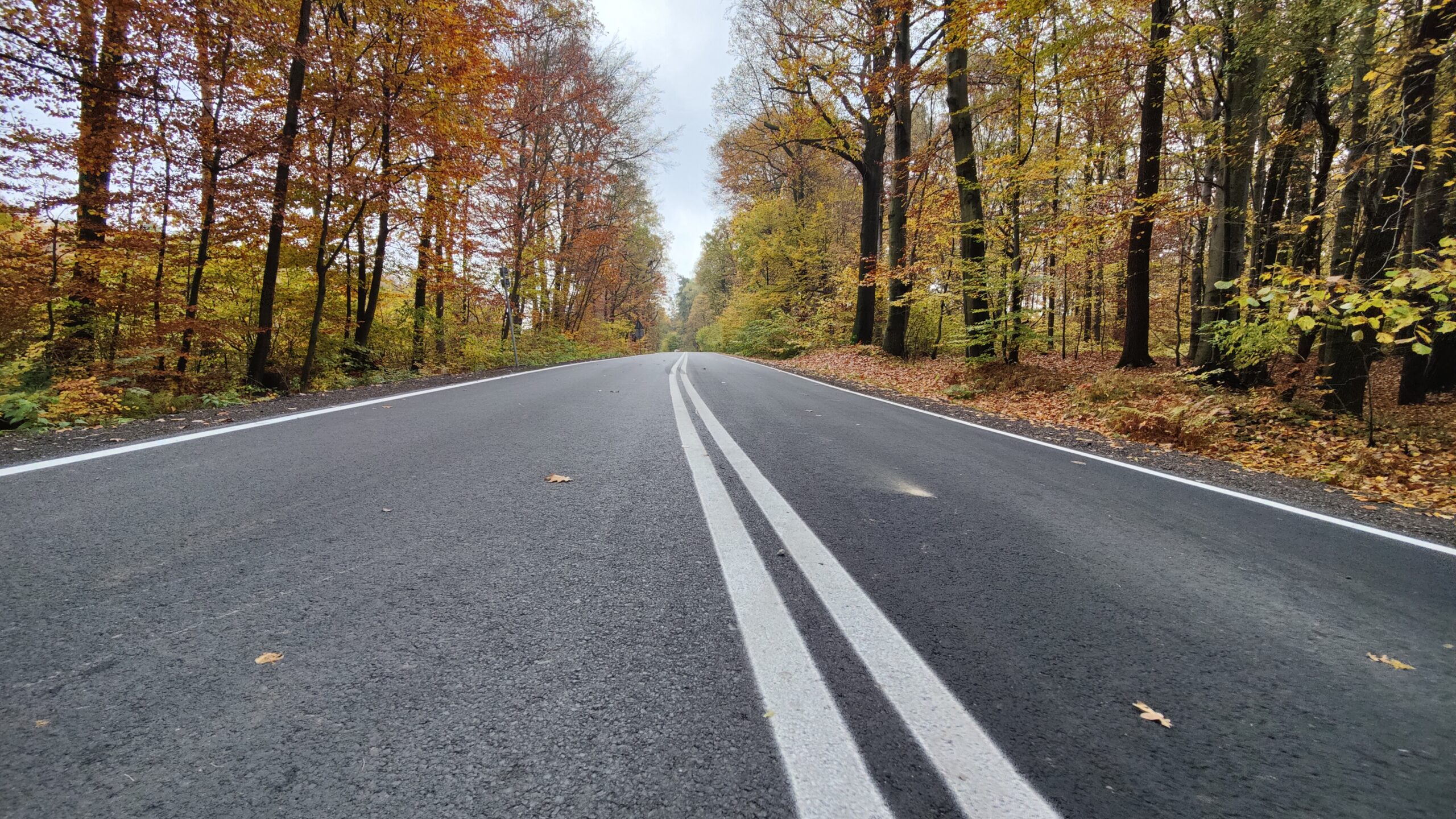 Droga asfaltowa przez las - ulica Grodzisko w Wodzisławiu Śląskim